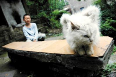 Seekor Kucing Putih Yang Memiliki Sayap [ www.BlogApaAja.com ]