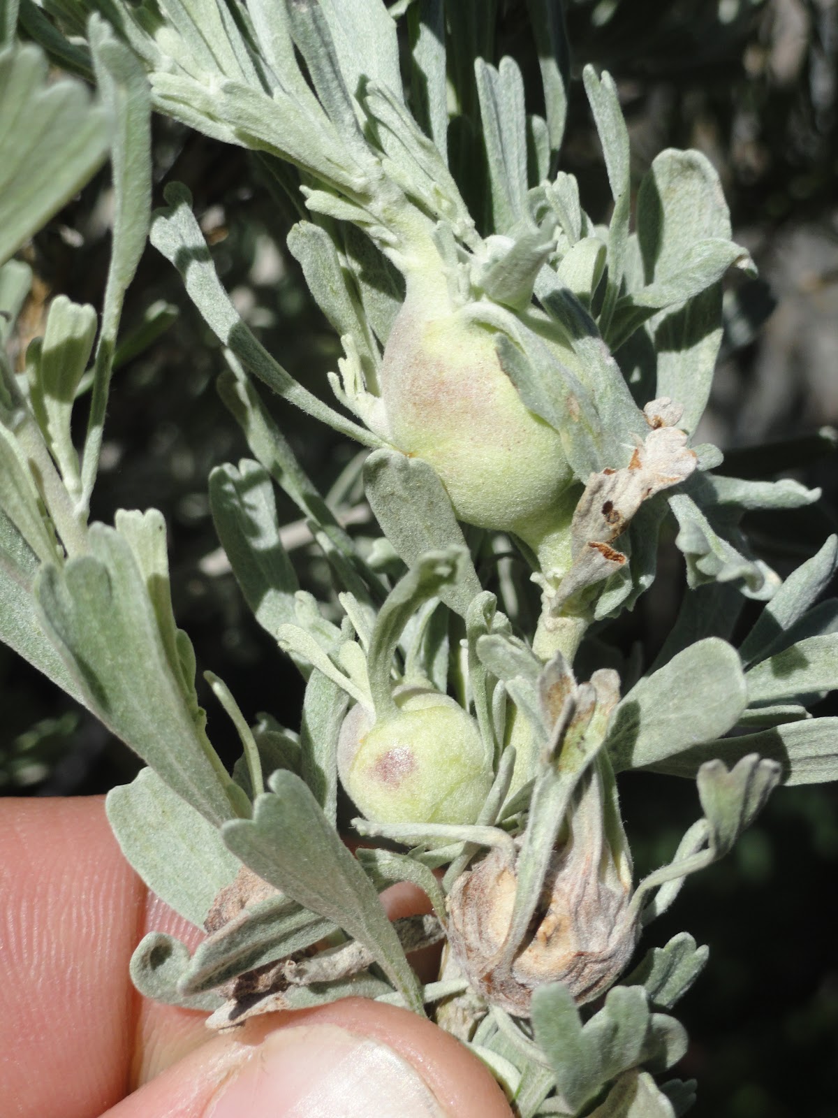 tall trees and moss Sagebrush Galls