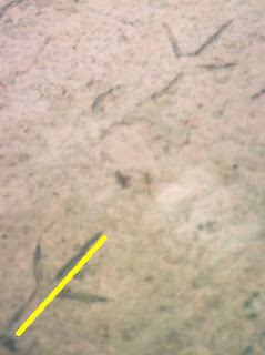 great blue heron tracks