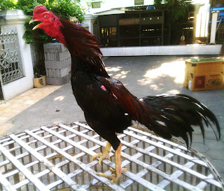 Ternak Ayam Aduan: Katuranggan Ayam Aduan Menurut Warna