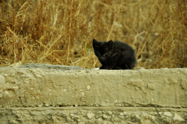 _DSC0871.JPG