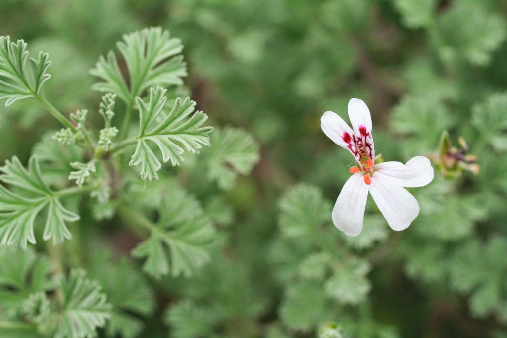 Pelargonium abrotainifolium