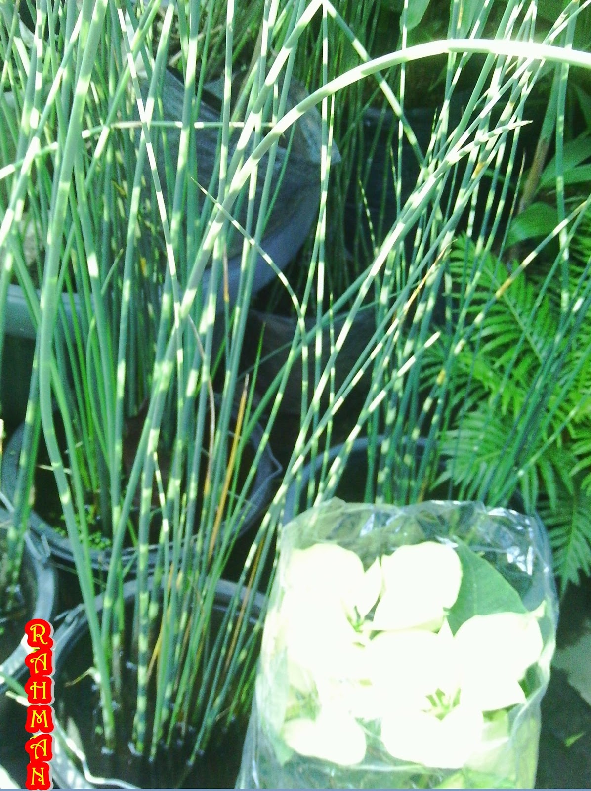 Jual Tanaman Hias: Bambu Air