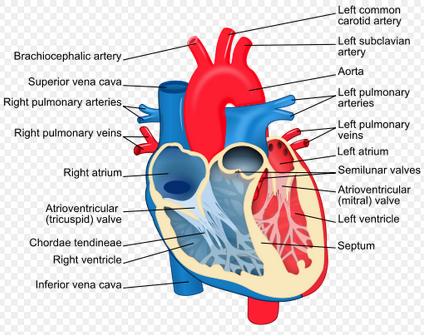 blood supply thorax