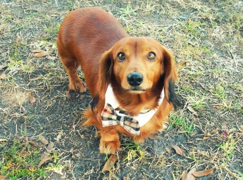 dapper dog ties