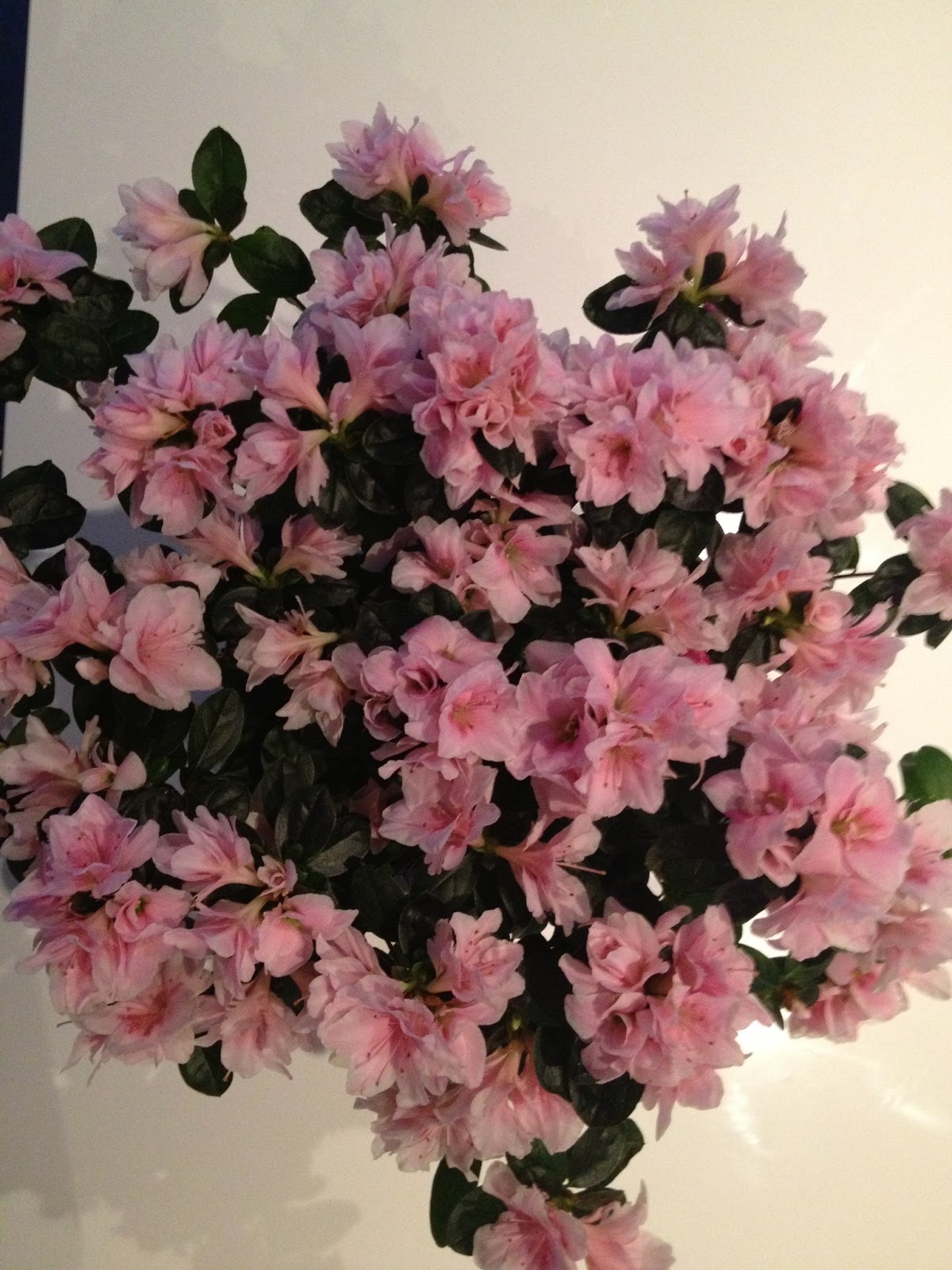 Skt.helena: azalea mandag Stueblomster