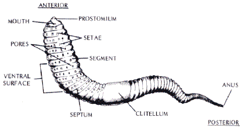 earthworm diagram and labelling image gallery earthworm labeled earthworm diagram and labelling image gallery earthworm labeled