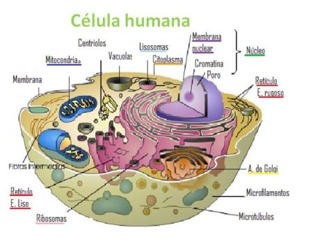 DEFINICION PARTES DE LA CELULA definicion partes de la celula: