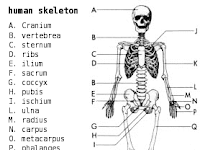 Bone Diagram Labeled Bone Diagram Labeled