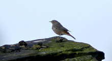 Fly Flatts Black Redstart