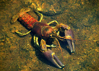 Rusty crayfish