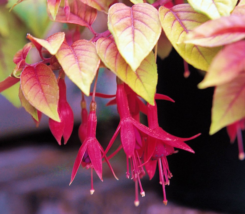 HOW TO GROW FUCHSIAS The Garden of Eaden