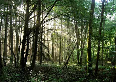 jencmoments forest nature scenes