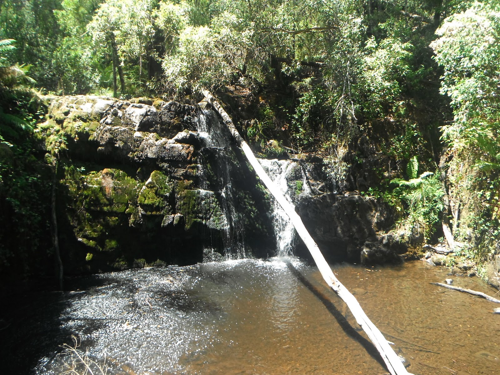 lilydale+011.JPG