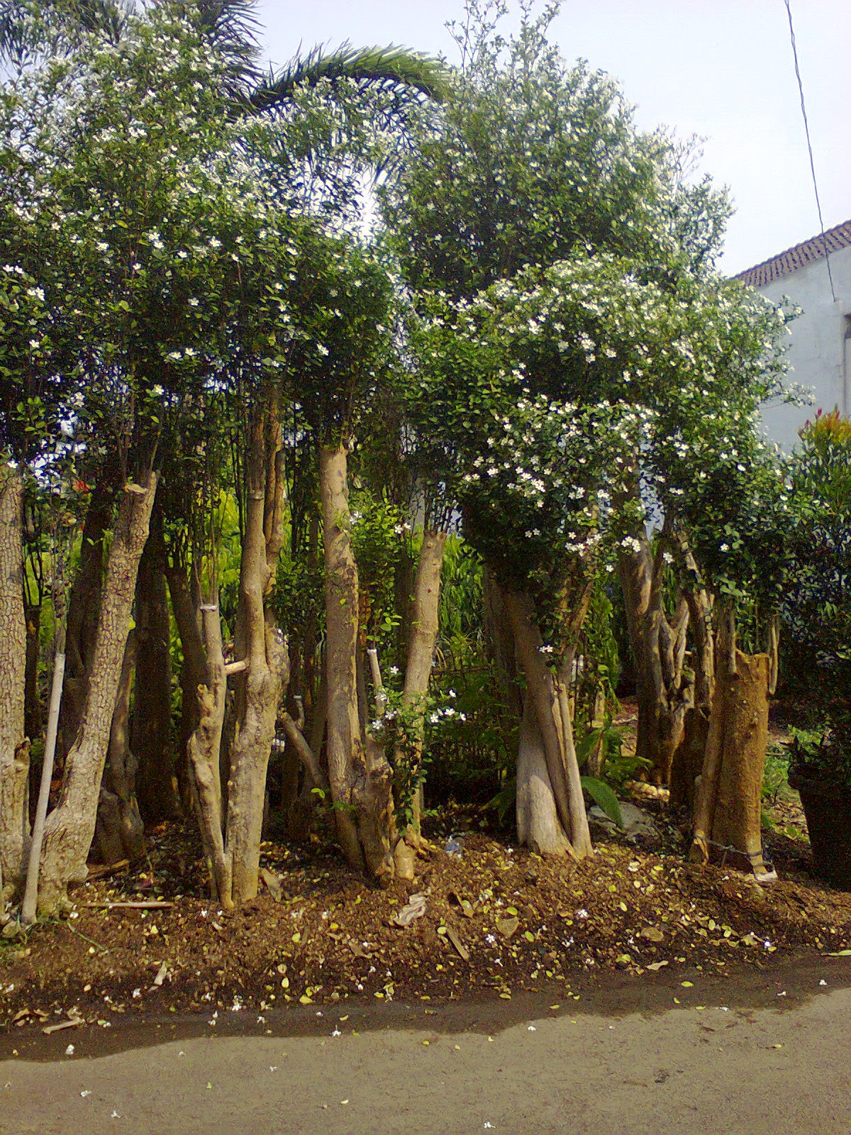 Bonsai Tree: 17+ Awesome Bonsai Jasmine Pictures