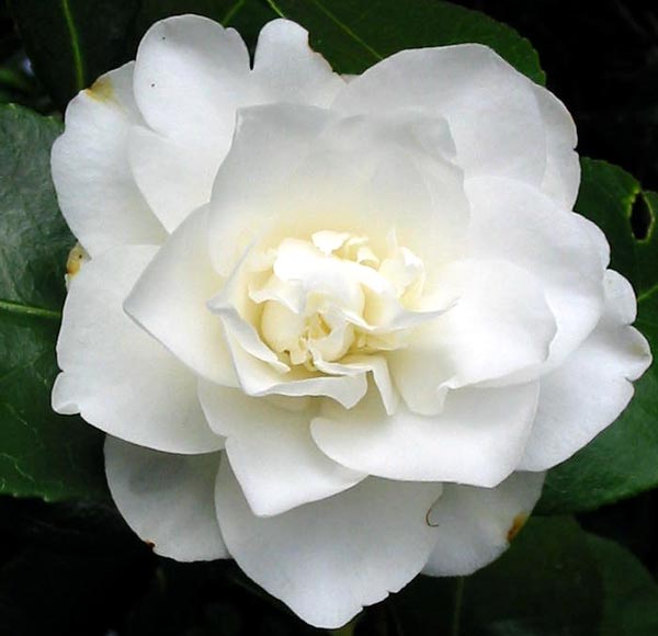 romantic flowers camellia flower romantic flowers camellia flower