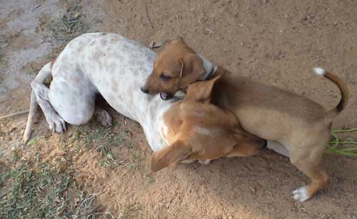 Bildergebnis für தெரு நாய்க்குட்டிகள்