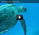 Барбадос часть 4 - Дайвинг с черепахами