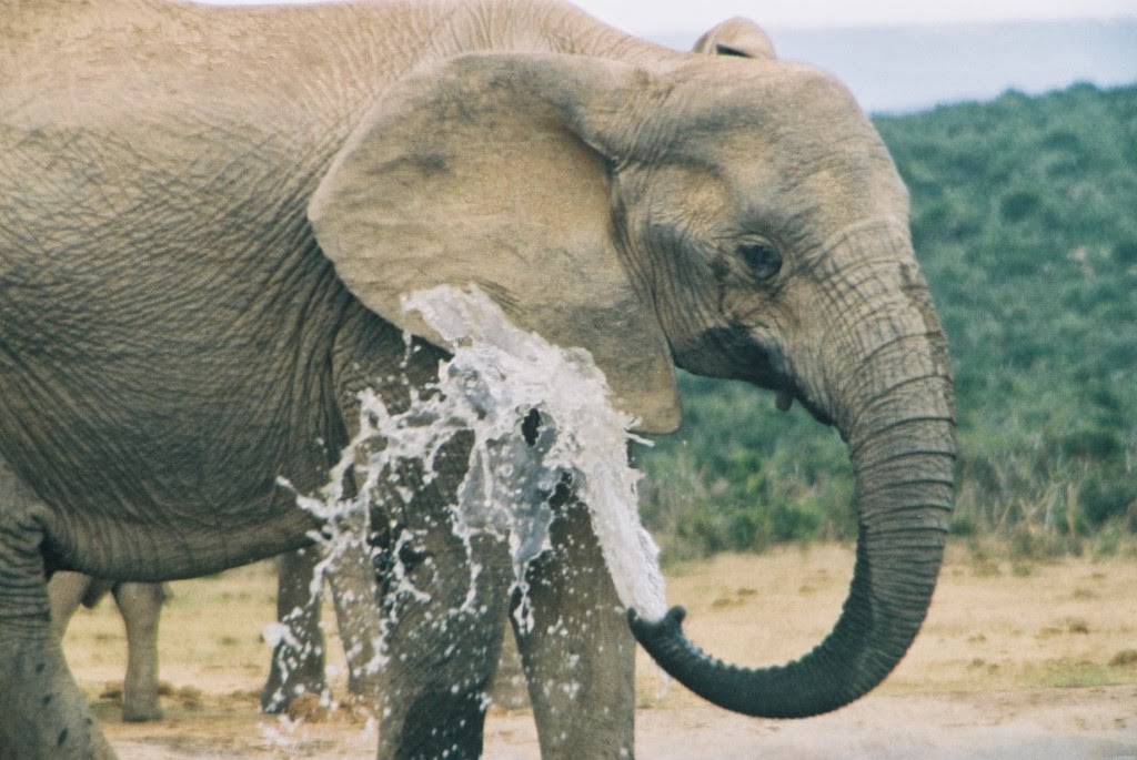 divorce in year of the elephant While the 40-50 percent divorce risk number is indeed correct, it actually applies to no one—or, at least, to very few. divorce in year of the elephant While the 40-50 percent divorce risk number is indeed correct, it actually applies to no one—or, at least, to very few.