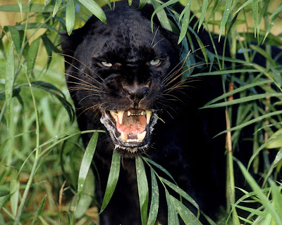 black leopard-panther black leopard lion panther