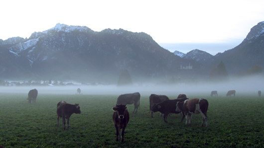 ６,放牧の朝,morning, the Alps , Füssen ,cattle grazing  