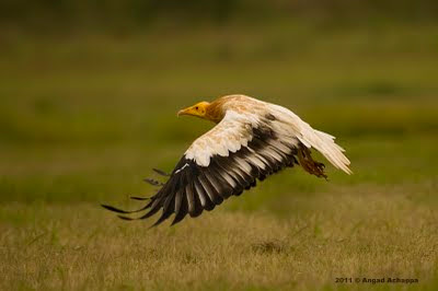 egyptian vulture in flight