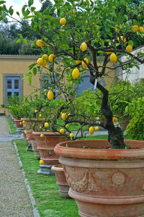 ciao newport beach the mystique of a lemon tree