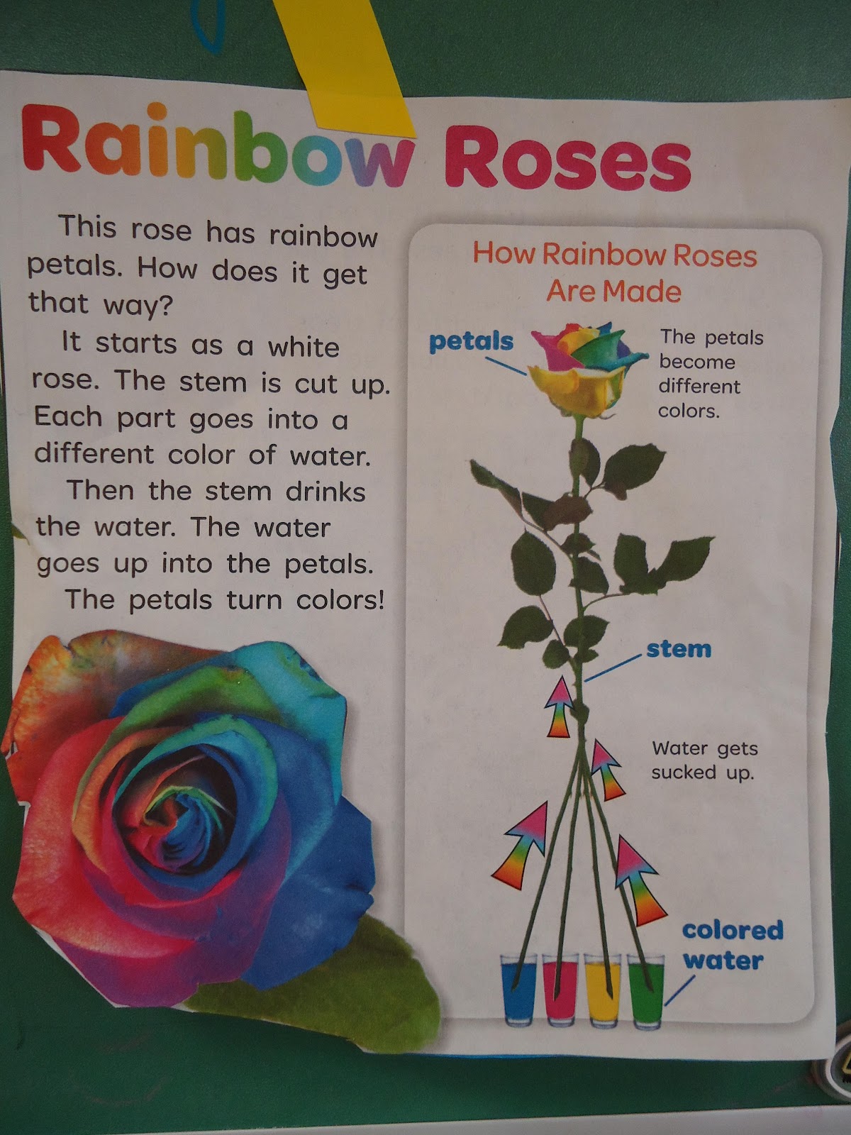 To the Lesson! Flower Fun