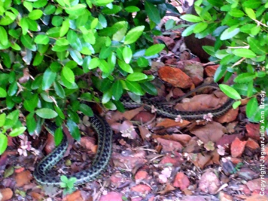 Common Garter Snake ~ Jacksonville Florida Common Garter Snake ~ Jacksonville Florida