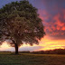 Landschap achtergrond met boom