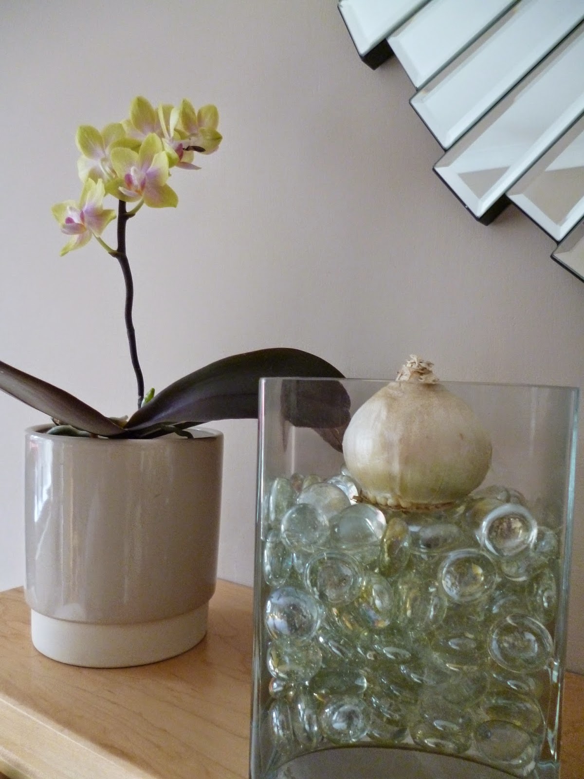 How to grow Hyacinth bulb vase for Christmas