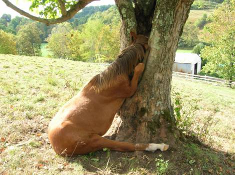 Funny Horse Photos | Funny Collection World