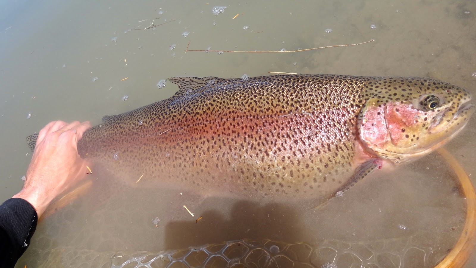 The Fly Syndicate Fly Fishing Northern Nevada The Trifecta