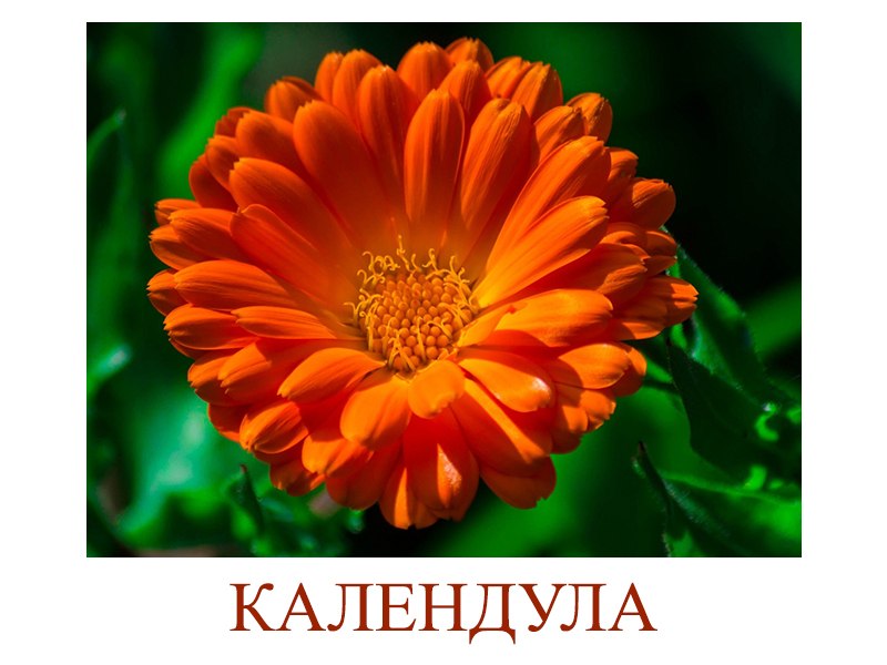 Фото цветков ноготки Фото цветков ноготки