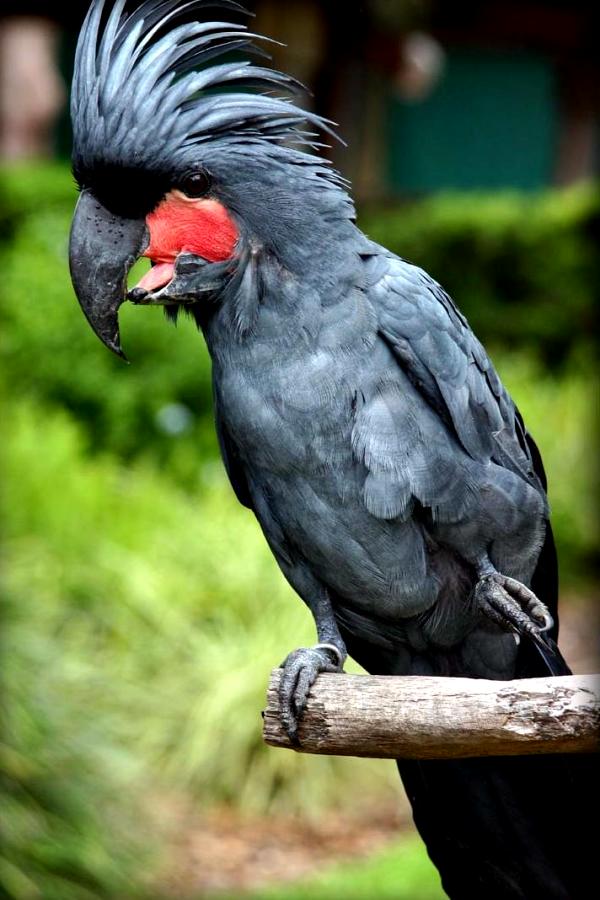 domestic cockatoo breeds