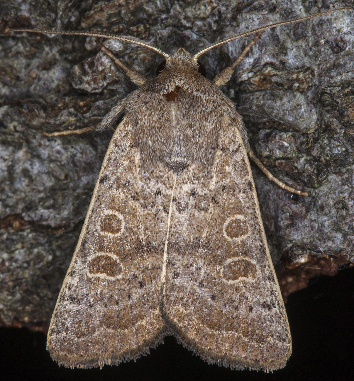 Vine's Rustic, Hoplodrina ambigua. Hayes, 13 September 2014. Vine's Rustic, Hoplodrina ambigua. Hayes, 13 September 2014.
