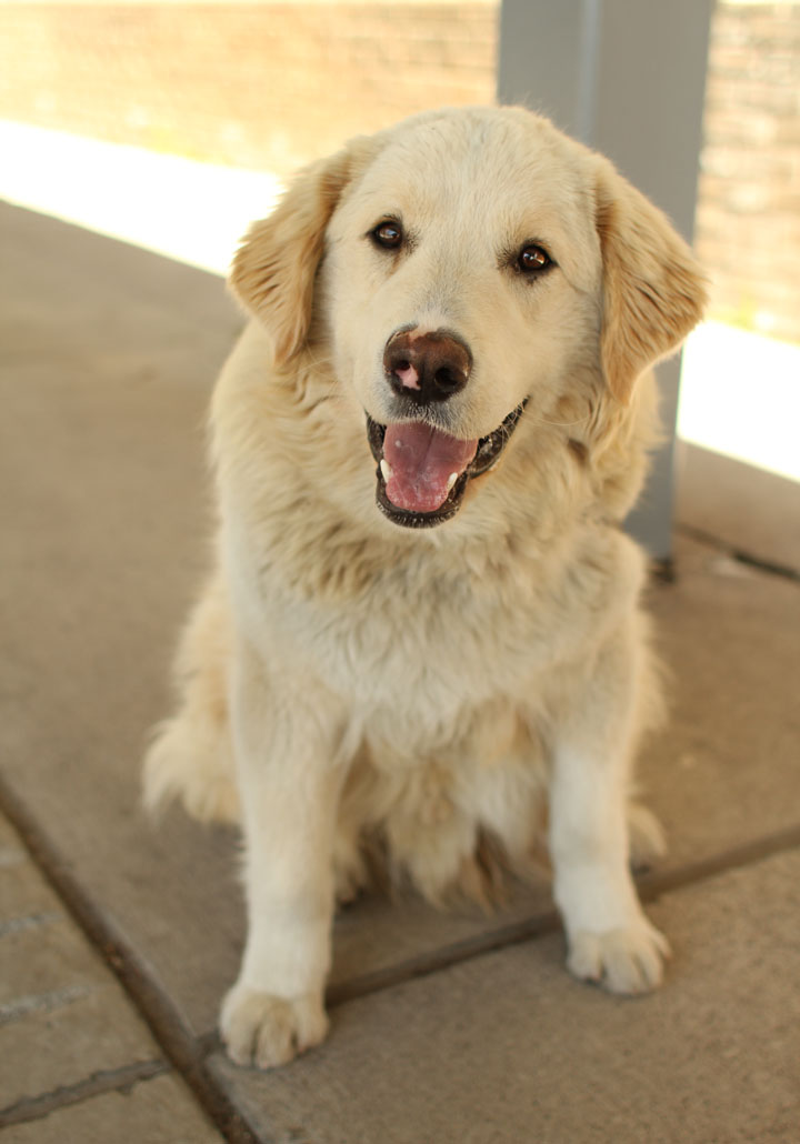 buddy the golden retriever buddy golden retriever mix buddy the golden retriever buddy golden retriever mix