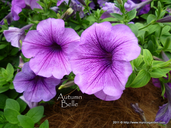 My Tropical Plants Finder: Petunia hybrida - Violet Veined