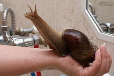 Funny Snails by Nicole Mitchell Funny Snails by Nicole Mitchell