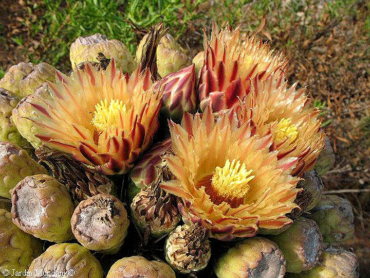 Resultado de imagen para flores variados con brillos