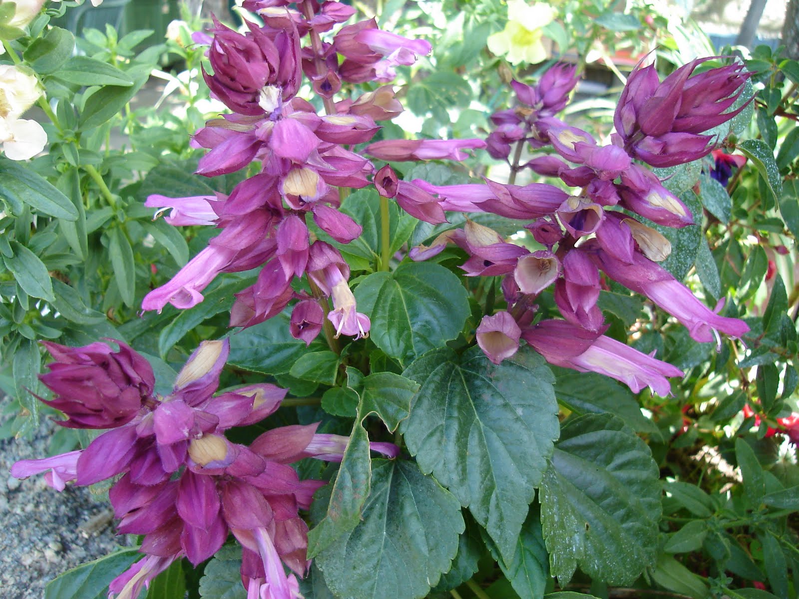 Conhecendo plantas SÁVIA POPULAR ALEGRIA DOS JARDINS