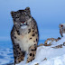 El leopardo de las nieves, amenazado por el cambio climático