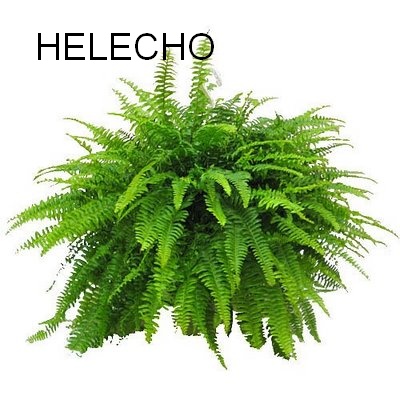 HELECHOS SON PLANTAS helechos son plantas:
