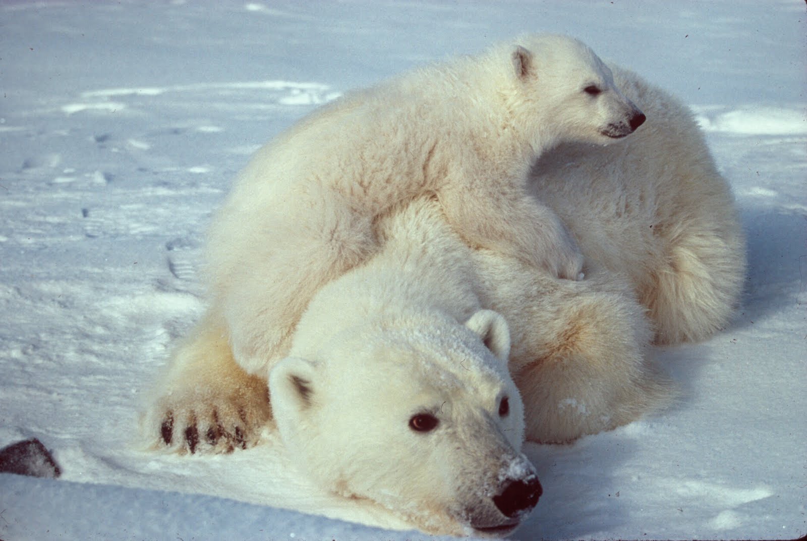 http://4.bp.blogspot.com/-aWoaN8x4VHk/T1hPO7eSU9I/AAAAAAAAERY/Nh5XUbceECs/s1600/Ursus_maritimus_Polar_bear_with_cub_2.jpg