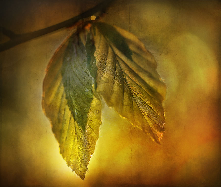 رسوم تحت عنوان : شمس الخريف The+Dark+Hedges+By+Gary+McParland1