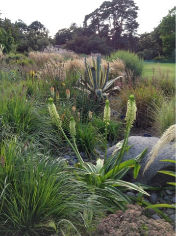 Wisley Grasses and Drought tolerant plants