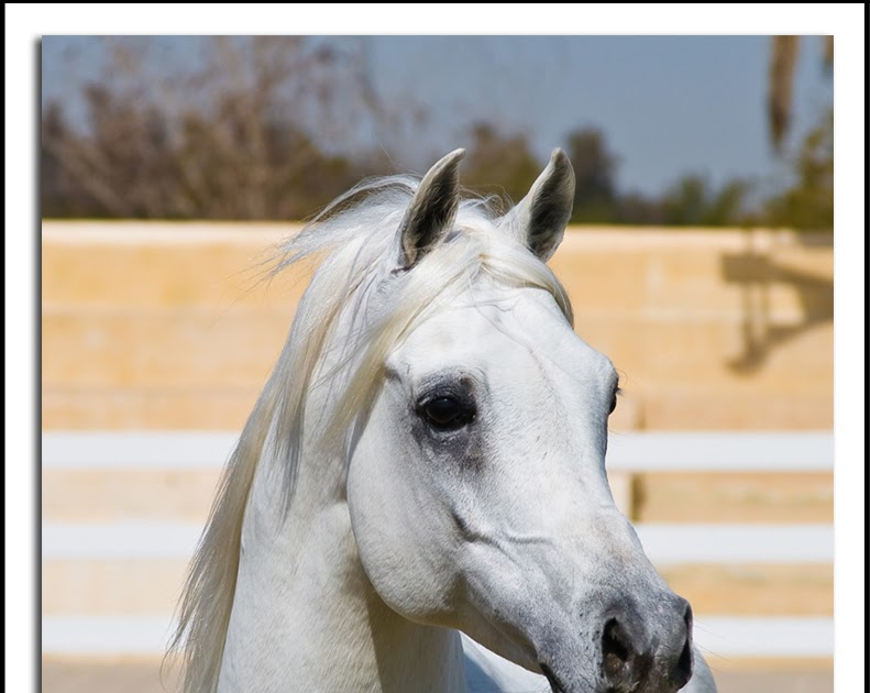 msk-horses-115.jpg