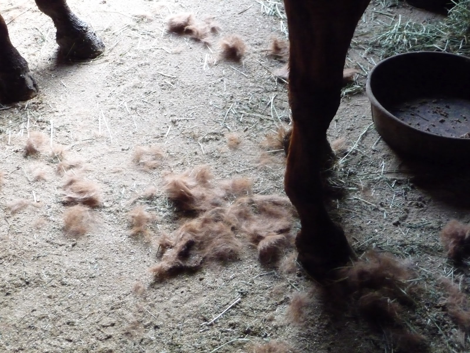 There is a Horse In My Bubblebath Exploding horses, the old mare