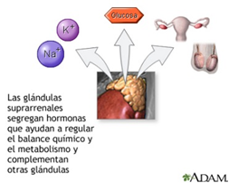 Hormonas esteroidales sintesis
