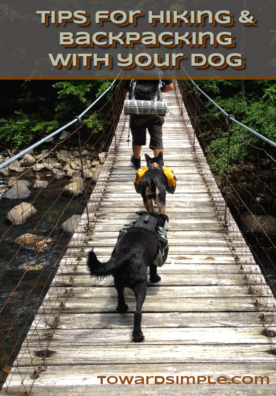 backpacking with dogs dog backpacks for hiking